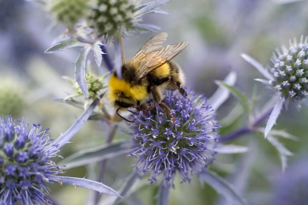Bee Kind: How You Can Help Save Our Pollinators