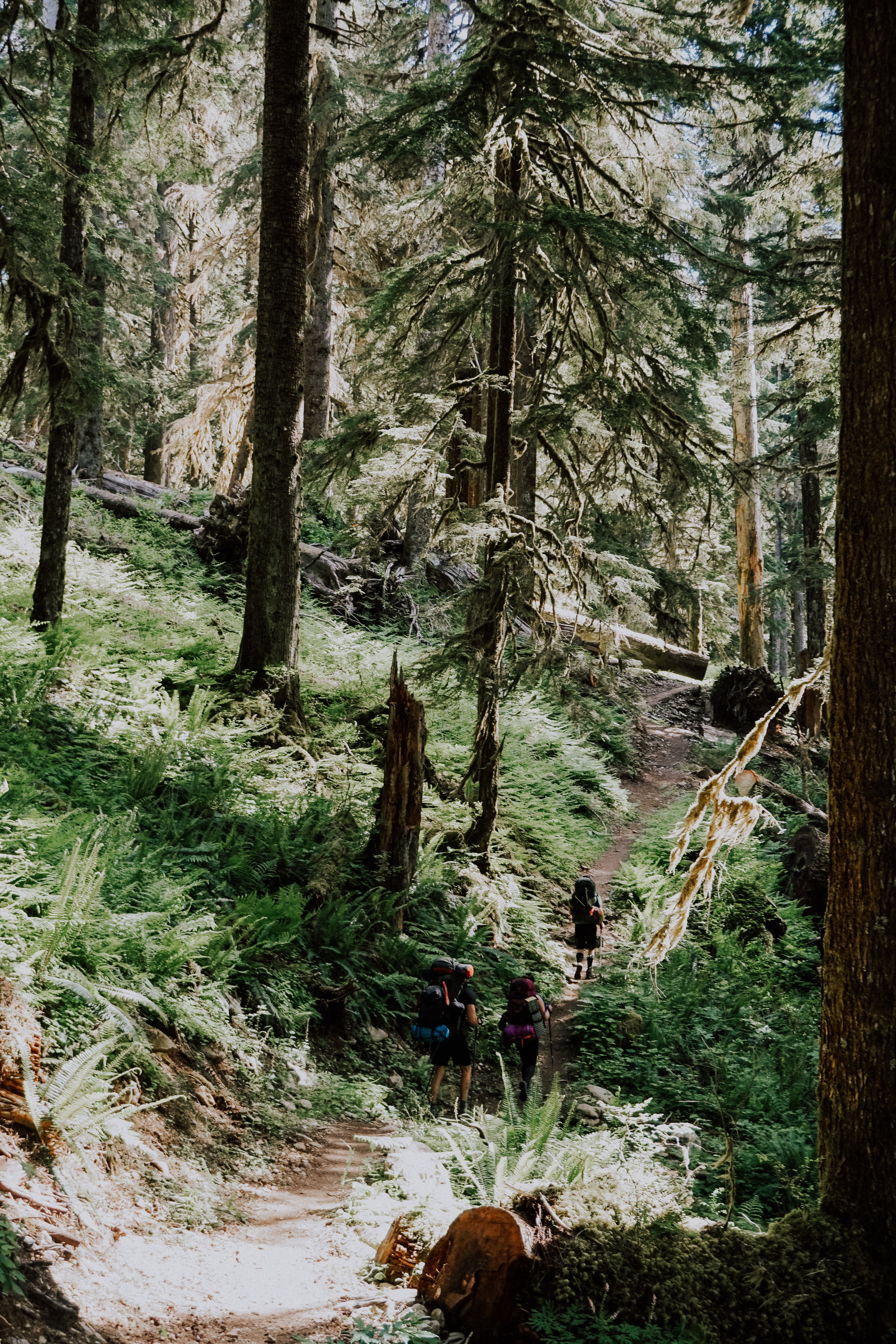 Enchanted Valley Trail Olympic National Park