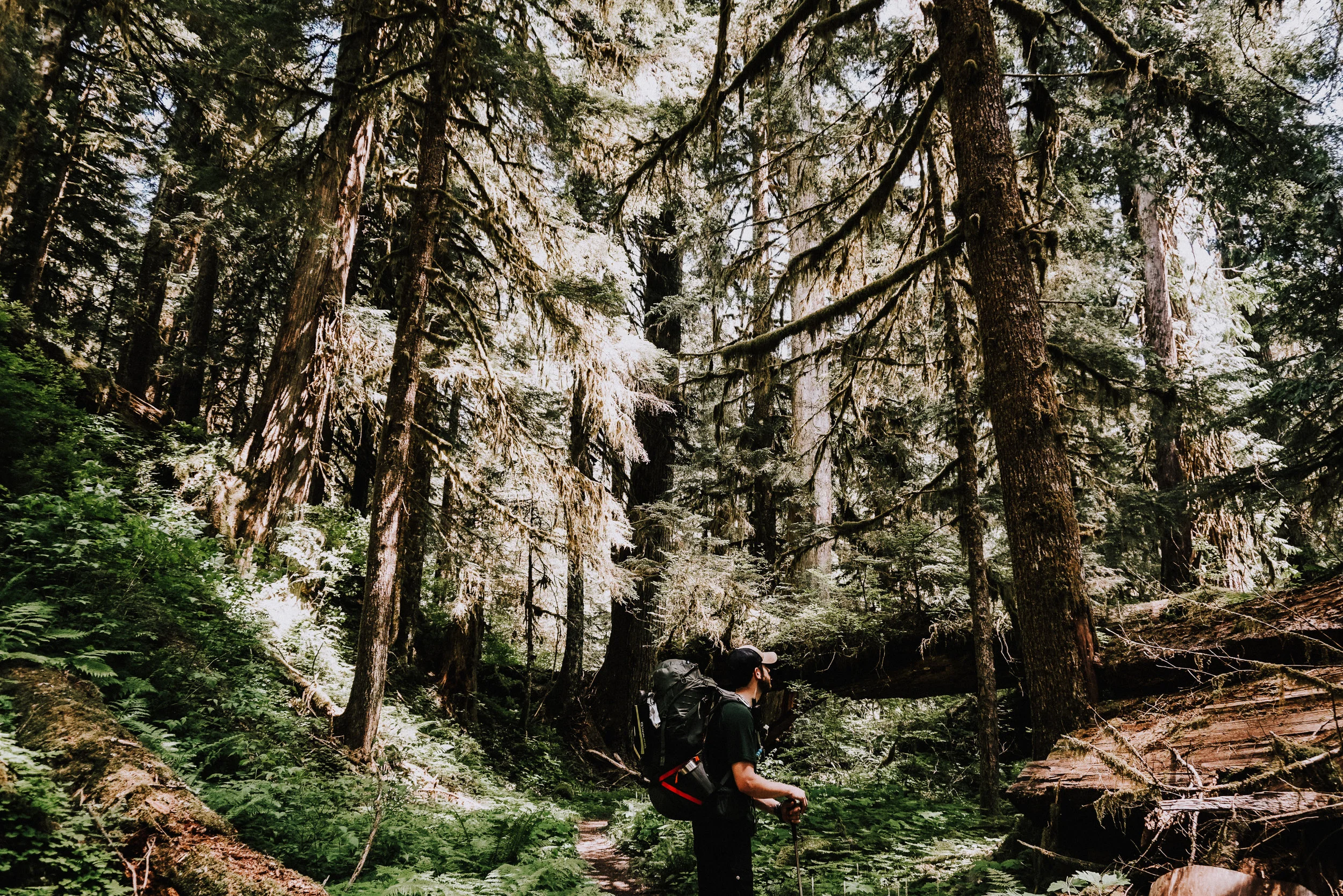 Enchanted Valley Trail Olympic National Park