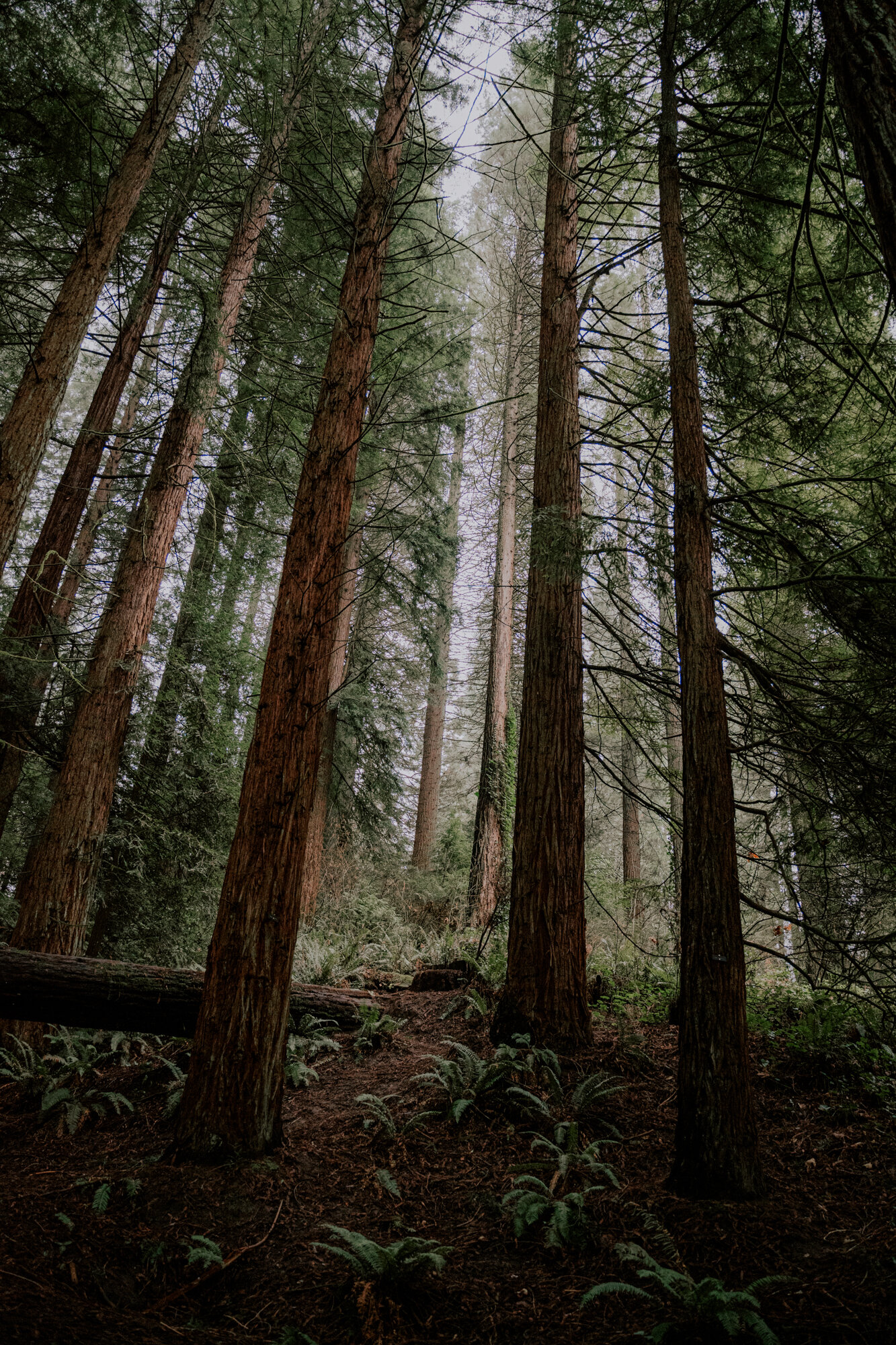 Hoyt Arboretum Elopement Portland Oregon