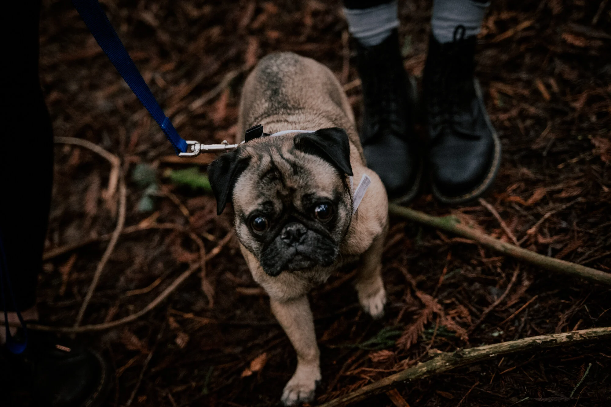 Hoyt Arboretum Elopement Portland Oregon