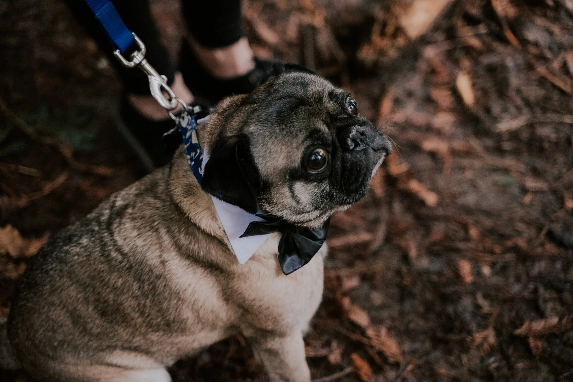 Hoyt Arboretum Elopement Portland Oregon