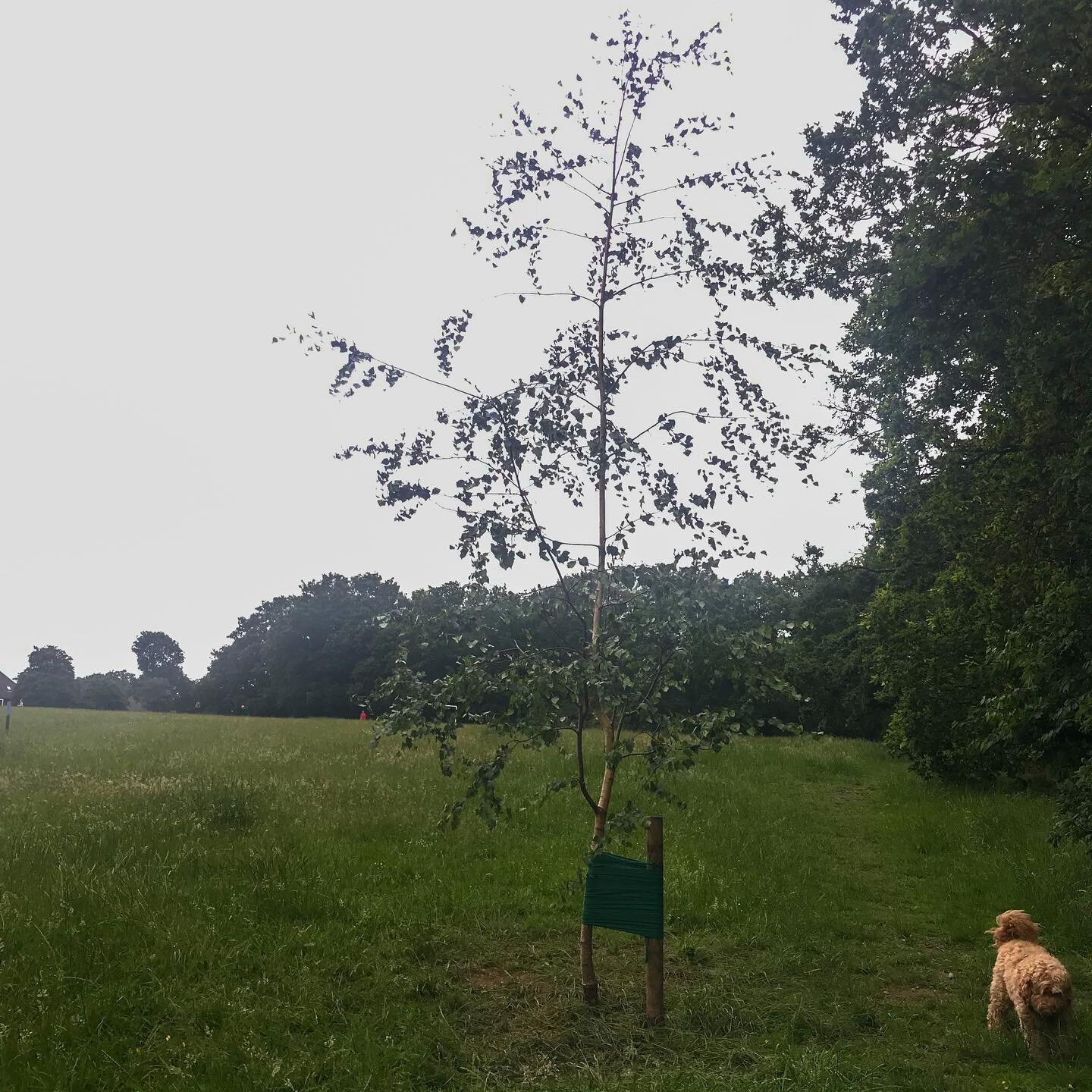 We have a new tree in Walden Rec 🌳 It was kindly donated by Matt (@chislehurst_fitness Fitness). The tree was given to him as a small sapling for his first ever 10k in aid of Trees for Cities and look at it now 💚 A beautiful addition to the Rec. do