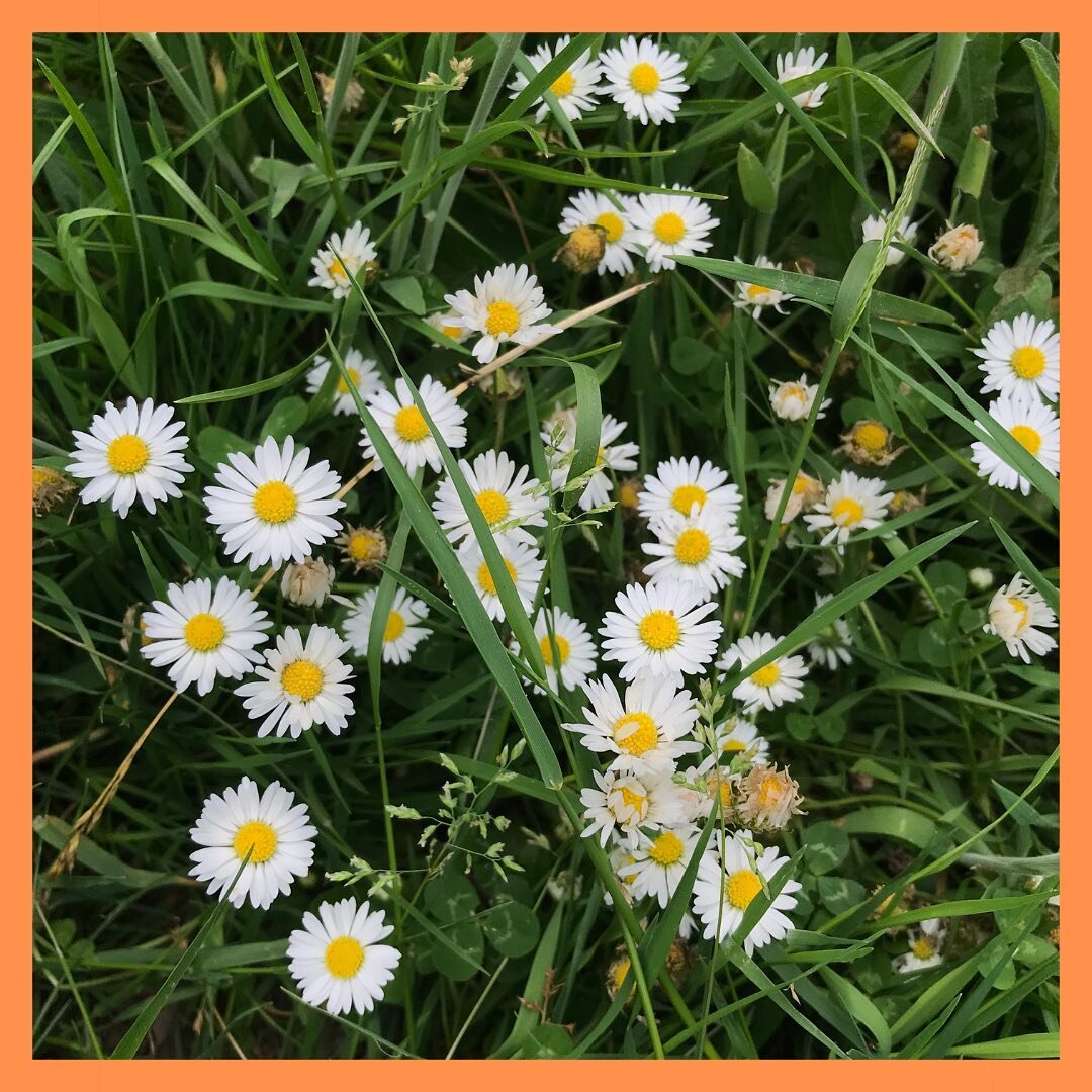 &ldquo;Grow it, not mow it&rdquo; is our motto for our bee corridor in Walden Rec. and we are starting to see quite a few grassland/cow pasture flower varieties establishing themselves in their natural environment.

Some of you might be a bit disappo