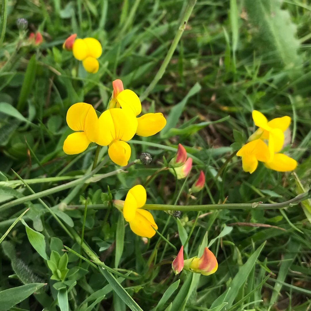 Did you know we have a wild flower nicknamed &lsquo;eggs and bacon&rsquo; in our bee corridor in Walden Rec.? As a matter of fact, it has quite a few names including &lsquo;butter and eggs&rsquo; and &lsquo;hen and chickens&rsquo; which all refers to