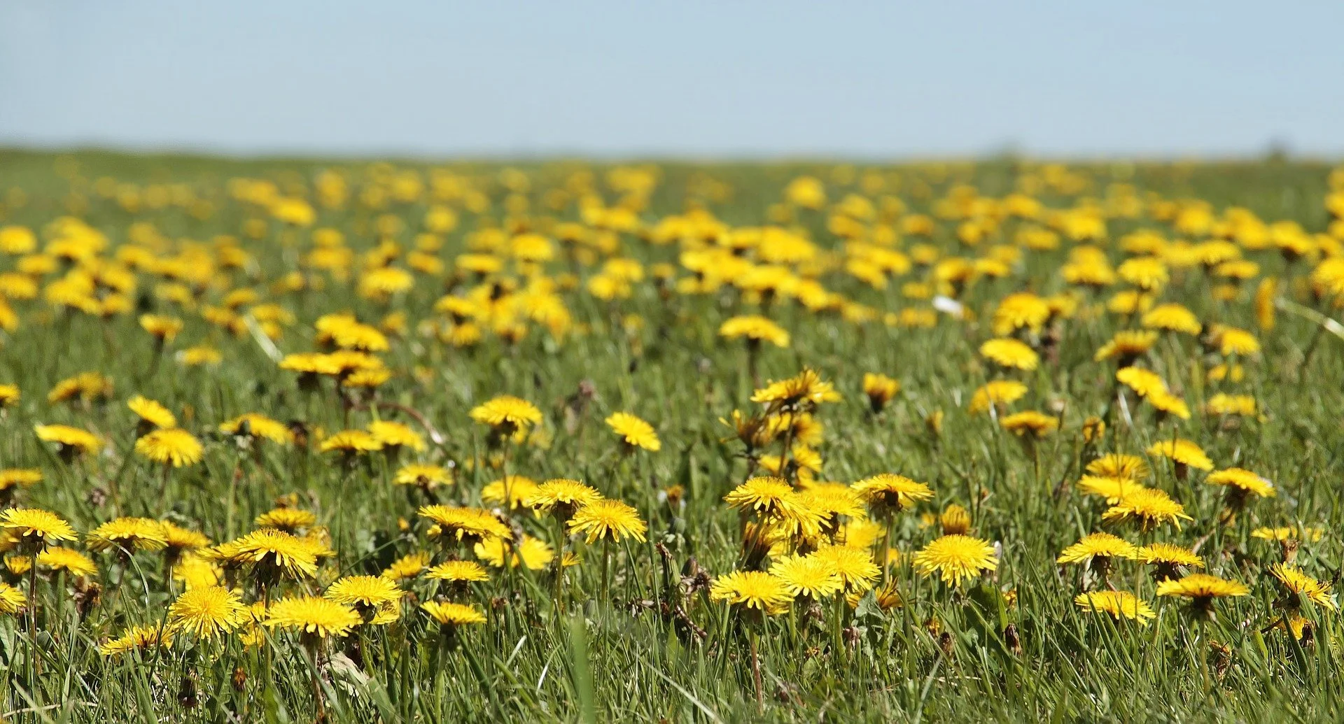 dandelion.jpg