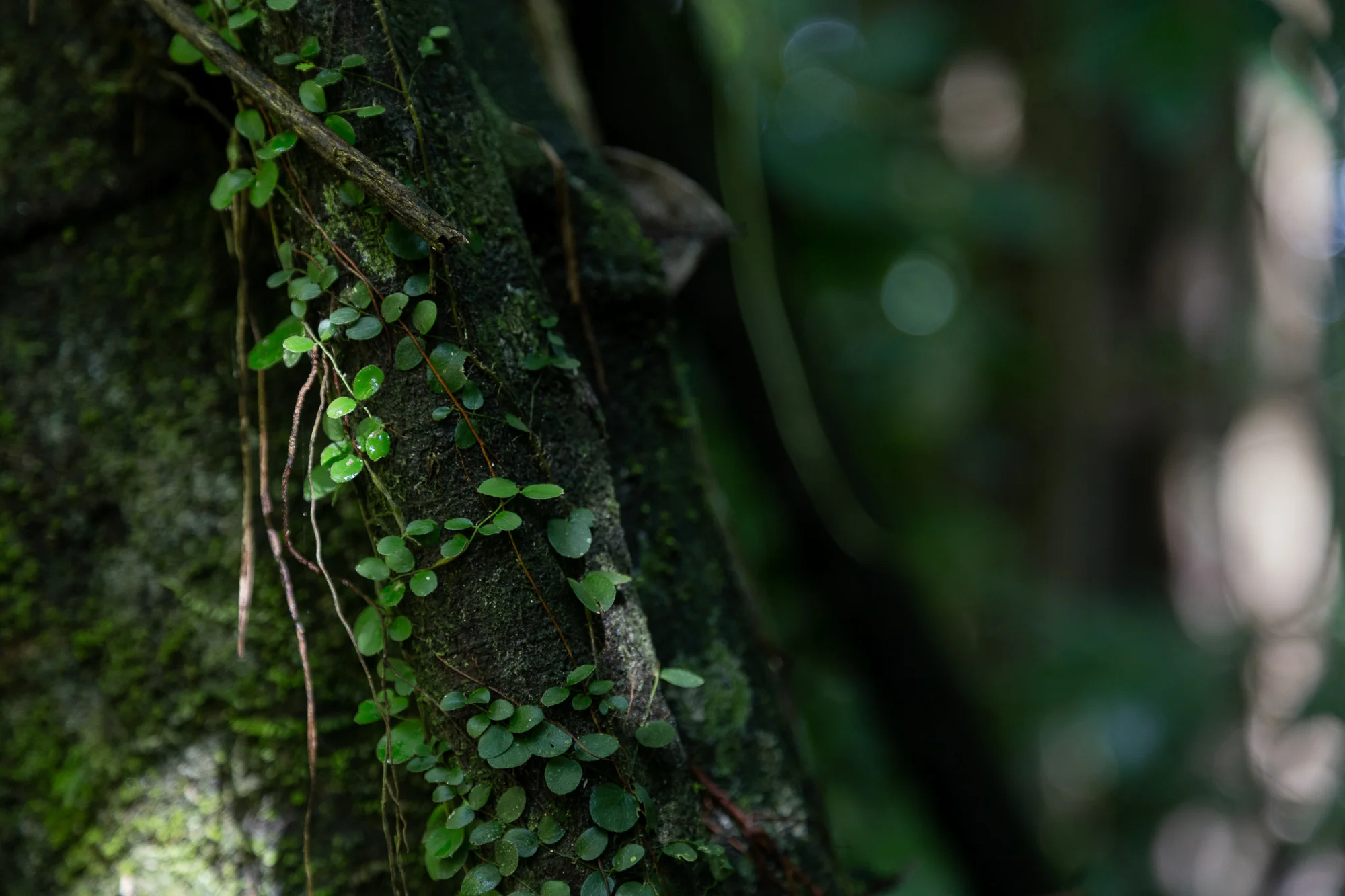 Selva Chiapas3.jpg