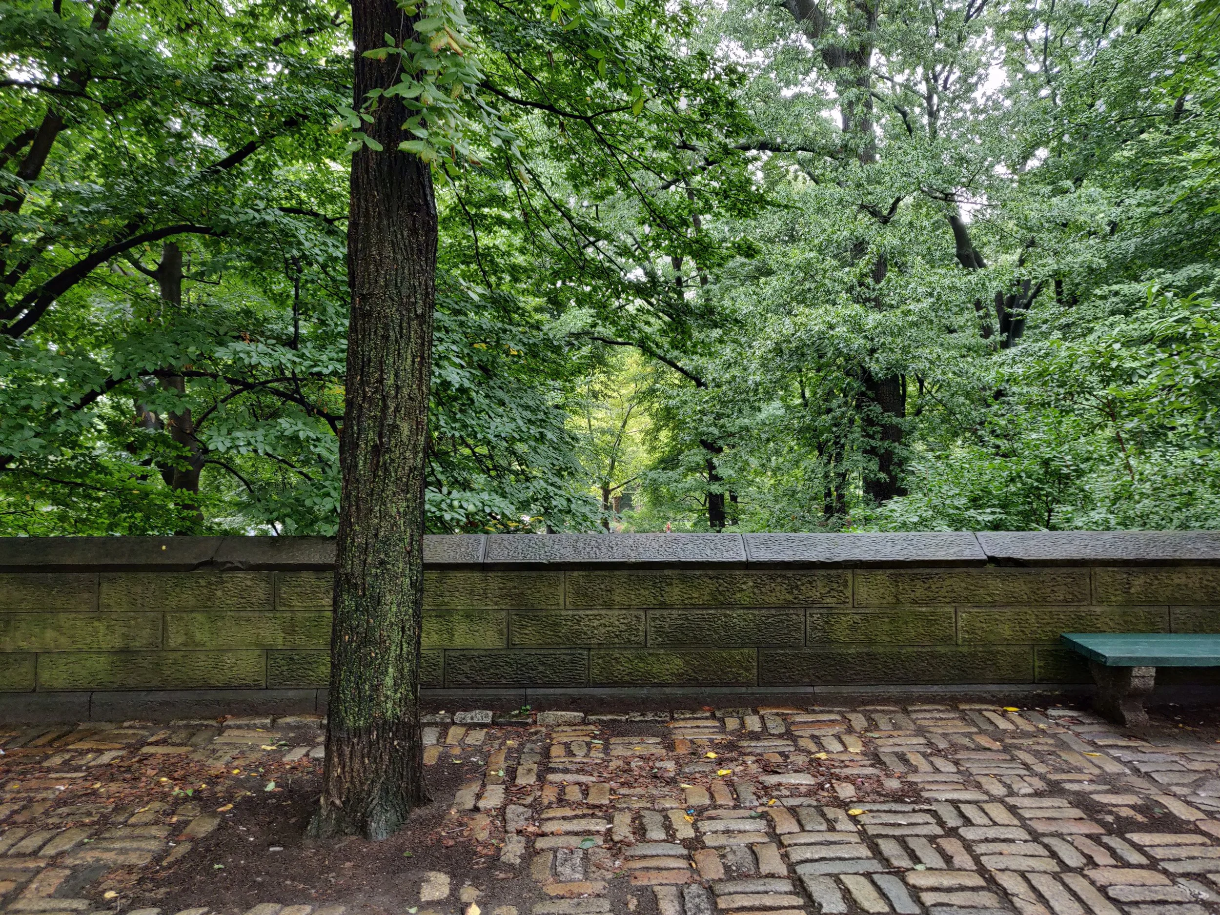 Green bench in front of Central Park.