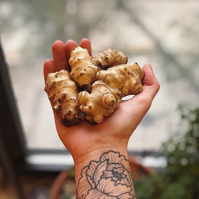 Cooked a million things today for #mealprepsunday ...then ran out of steam before getting to these Jerusalem artichokes. Maybe a soup party later this week? #farmersmarketscore .
.
.
.
.
.
.
#mealprep #eatclean #wholefoods #chicagofitness #chicagoblo