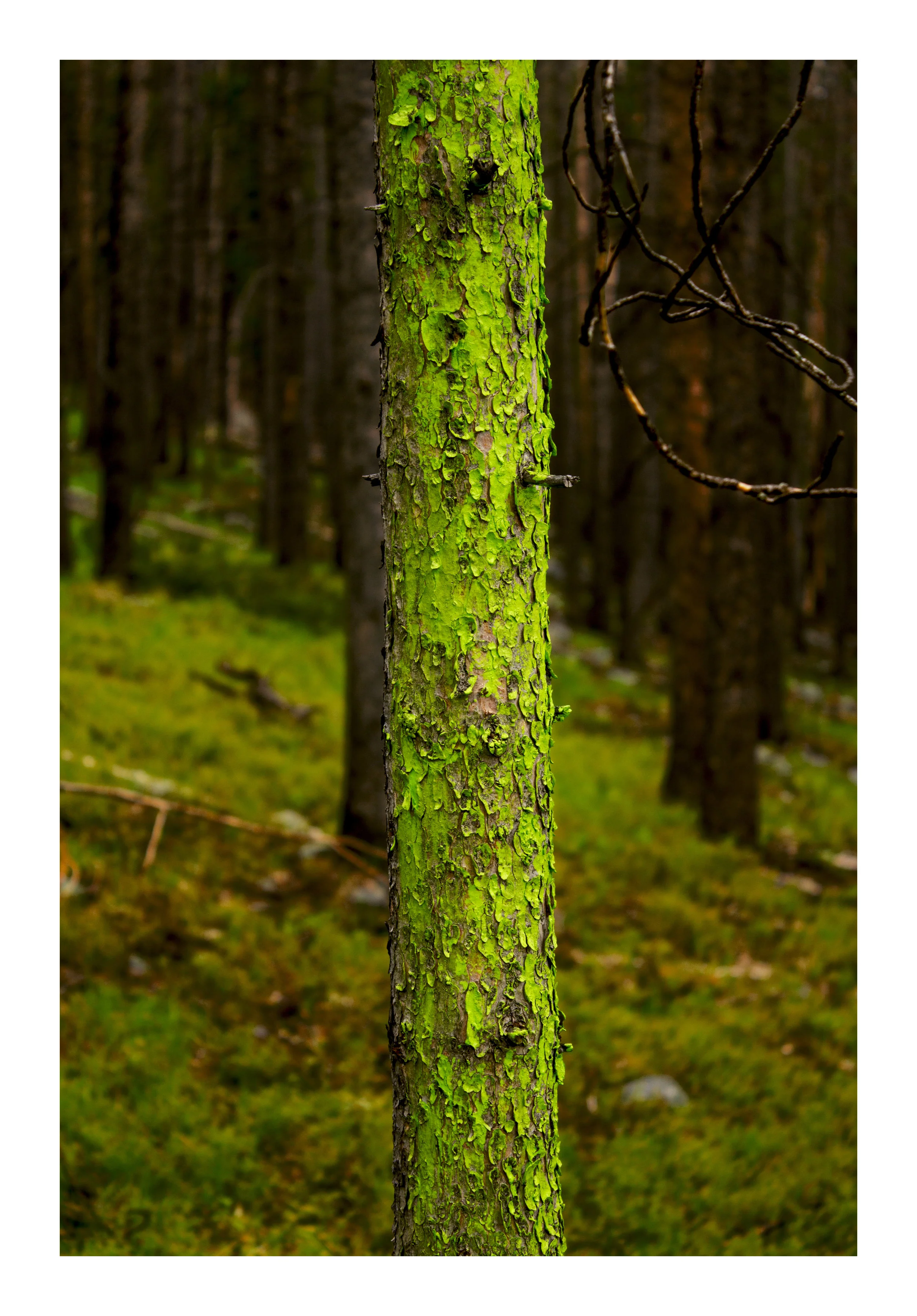 IMG_2094-FINAL PRINT.jpg