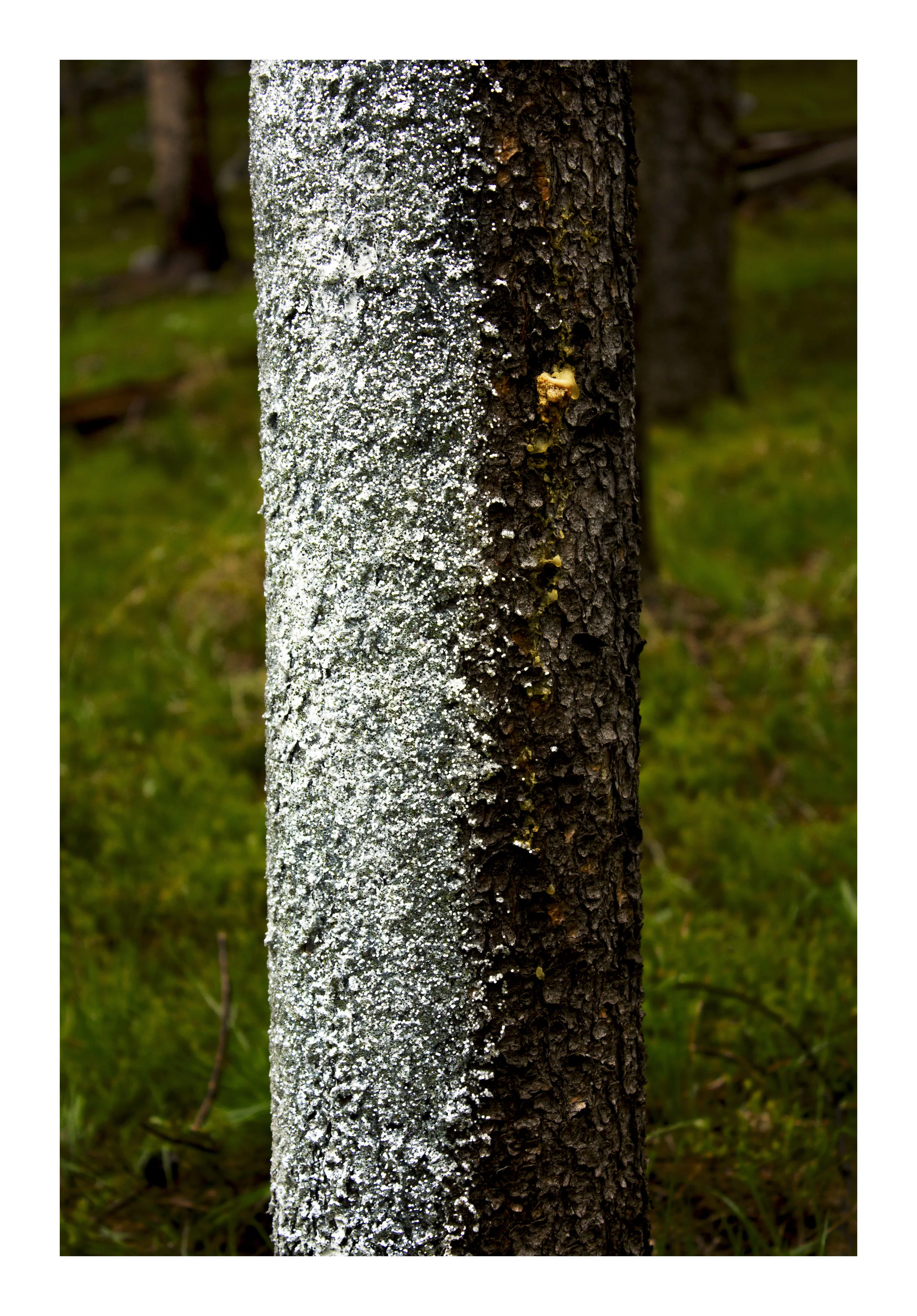 IMG_2097B-FINAL PRINT.jpg