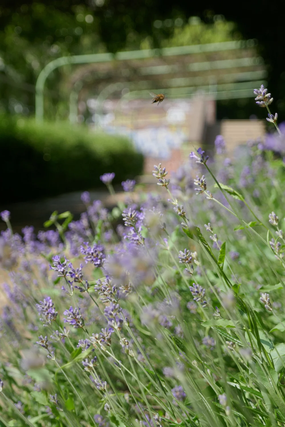  A honeybee enjoying lavender in the  Engelbecken   