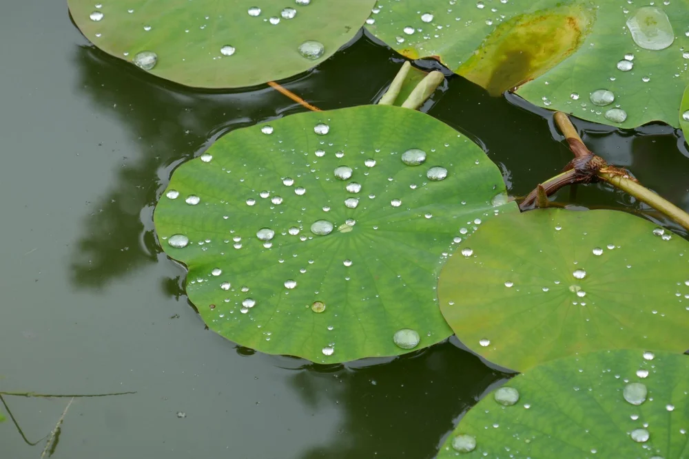  It rained a bit when we arrived. So for the rest of the day, the flowers, especially these waterlilies, were covered in dewdrops. 