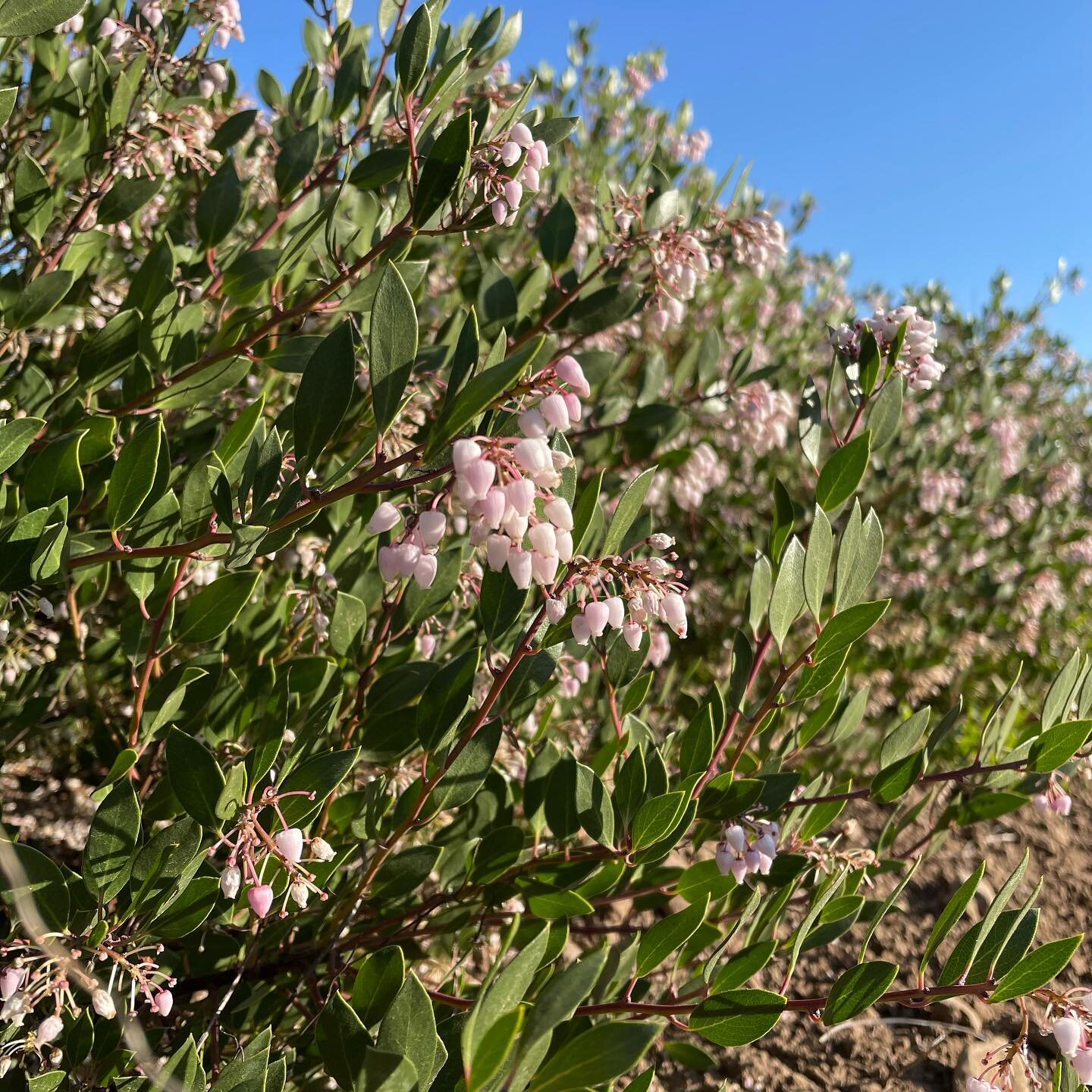 Arctostaphylos d. &lsquo;Howard McMinn&rsquo; this beautiful california native manzanita grows in form of a mound 5-8ft. tall and spreads, to 7 ft in 5 years. Great evergreen plant. We are happy to provide a variety of native plants to our state! #gr