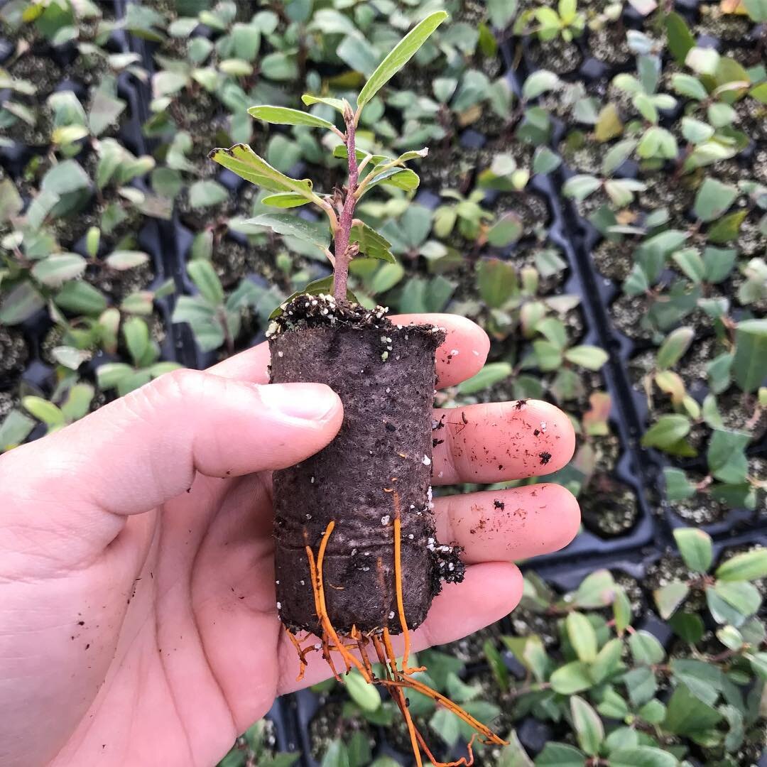 2 wk's out from the Prop house and now hardening out this Rhamnus C. Eve case #gerdschneidernursery #californianativeplant #plantpropagation #spring2018