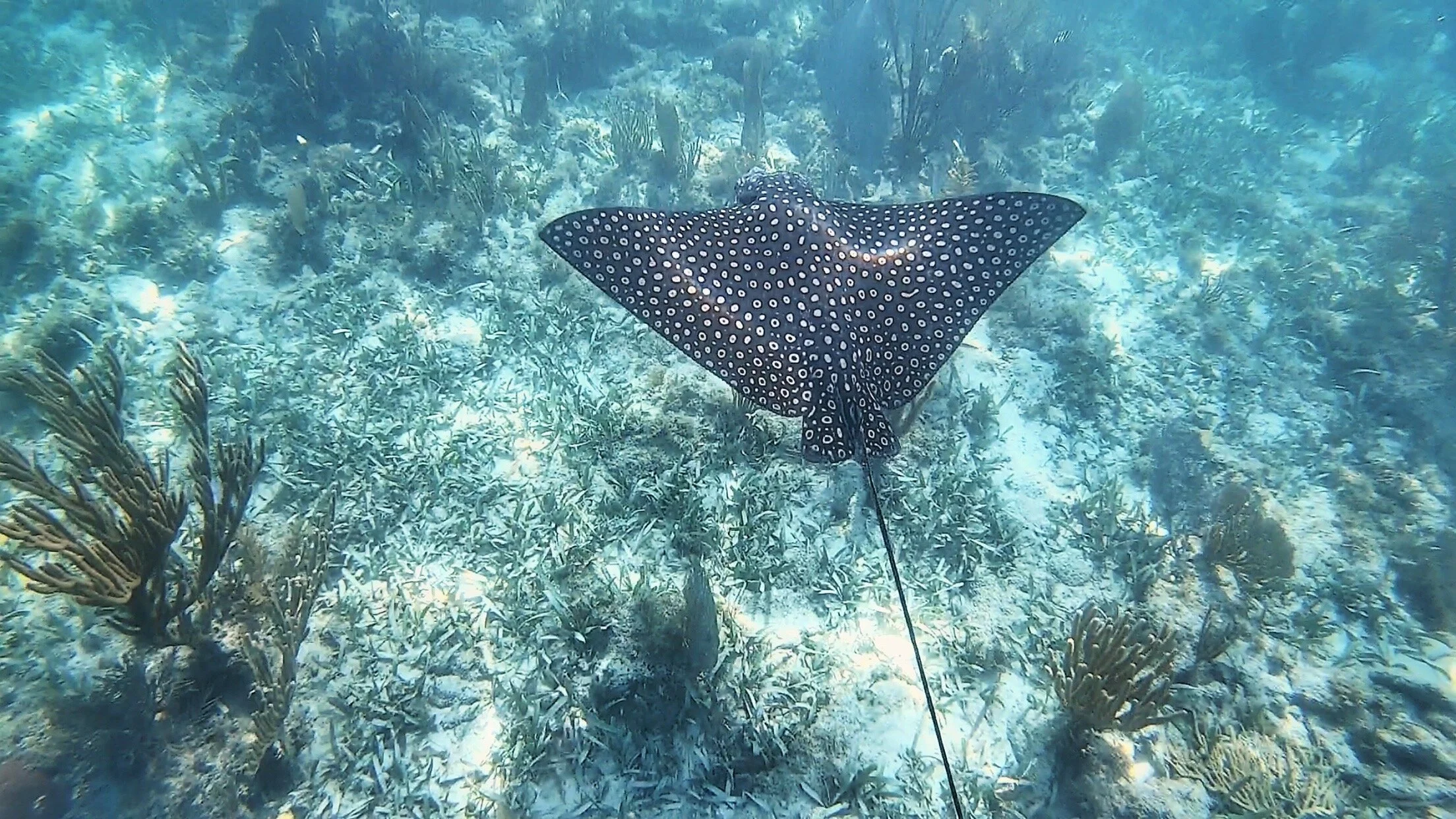 WE Sail Back to Belize | Episode 43