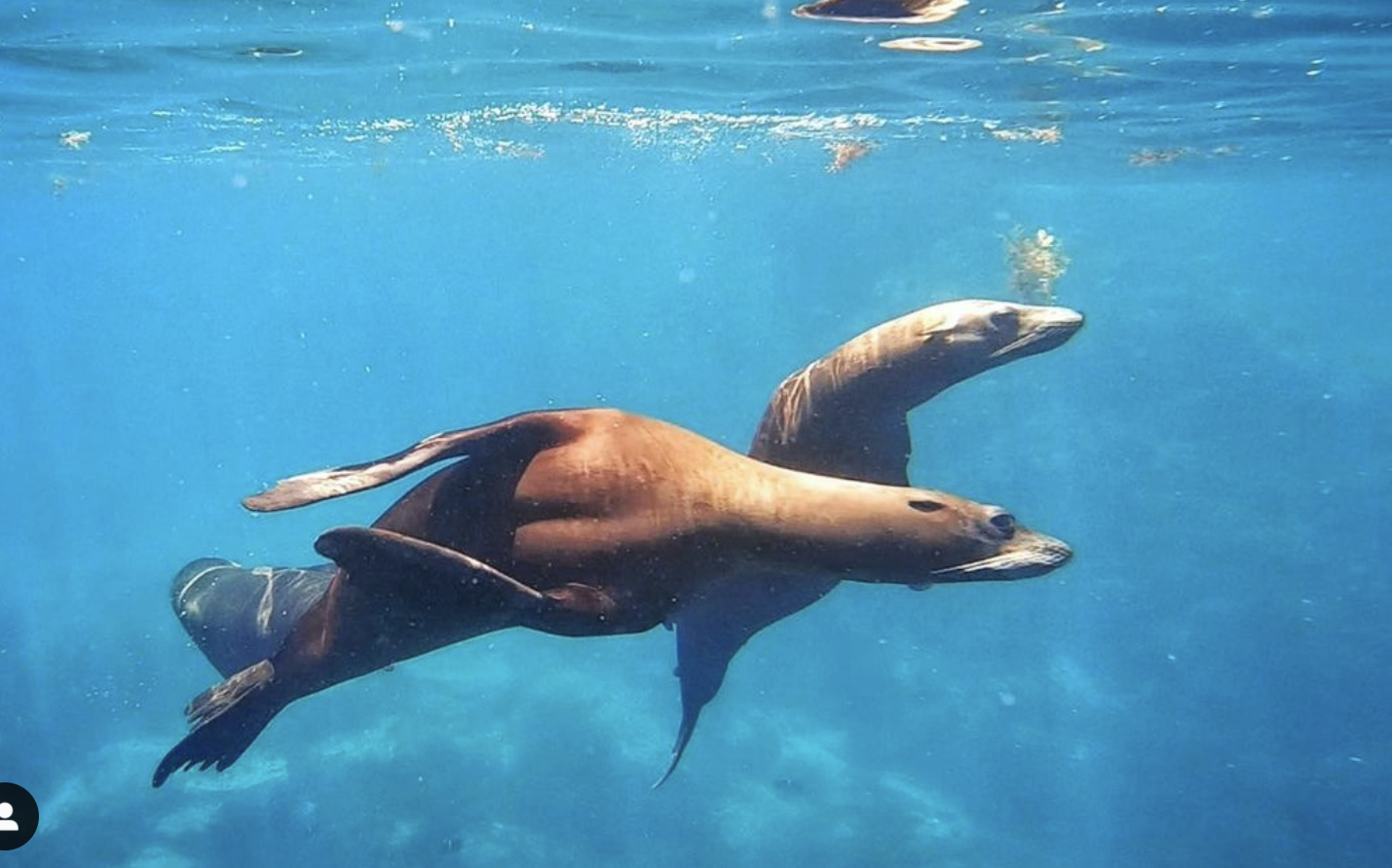 Great Time in San Carlos, Mexico; Swimming with Sea Lions &amp; Boat Work | Episode 78