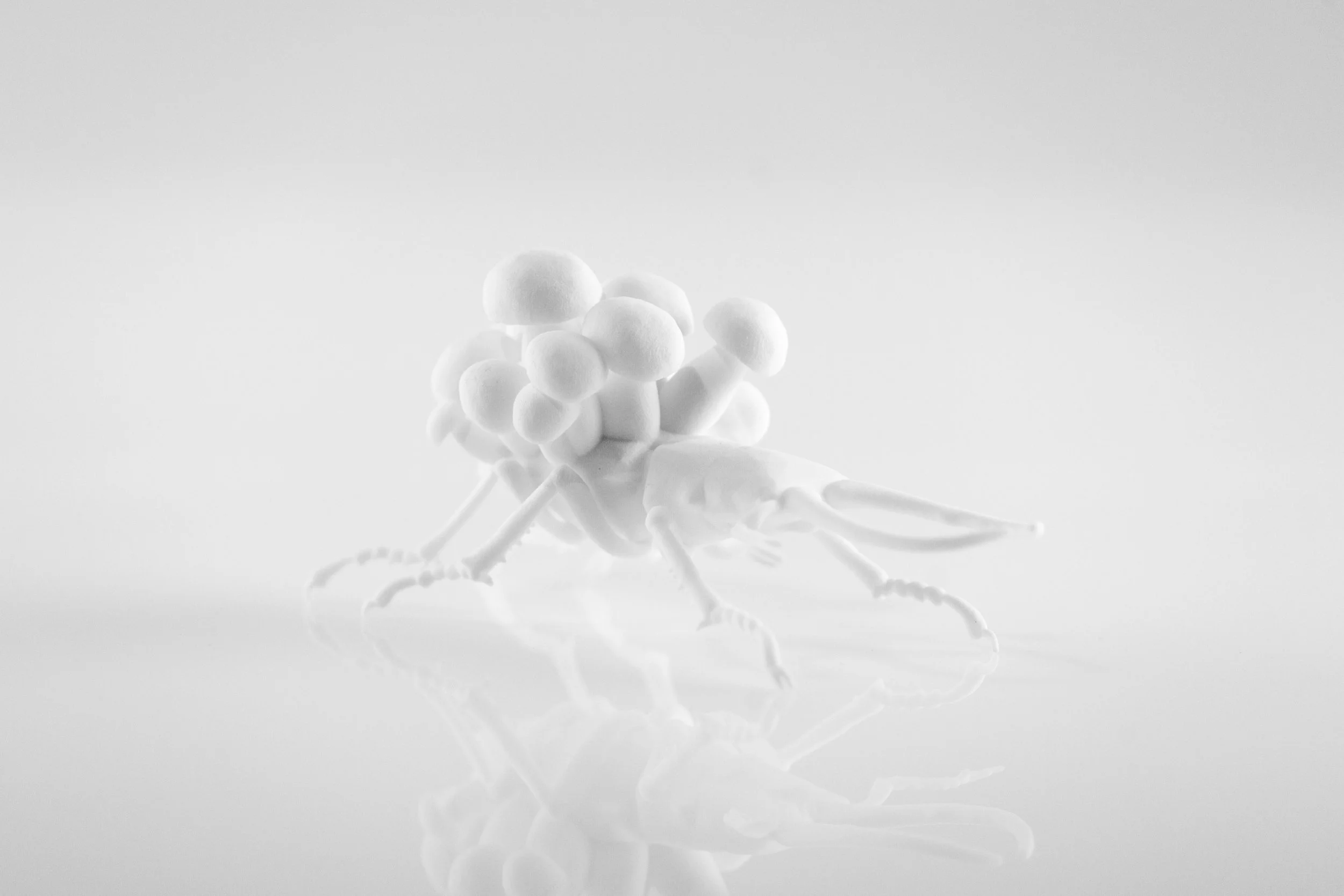 Insect_0026_Layer 15.jpg
