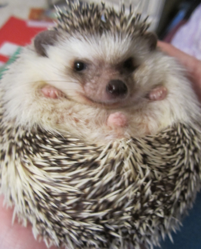 hedgie3.png