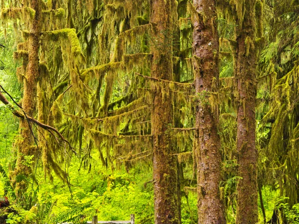 Hoh Rainforest,Olympic Nat'l Park.jpg