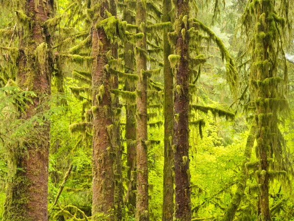 Hoh Rainforest.jpg