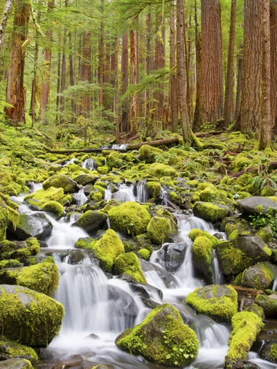 Olympic Nat'l Park # 2.jpg