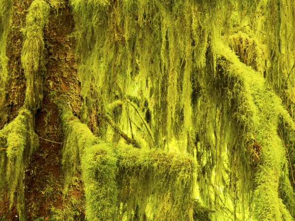 Weeping Mosses Hoh Rainforest.jpg