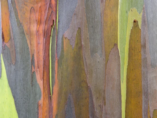 Rainbow Eucalyptus Tree.jpg