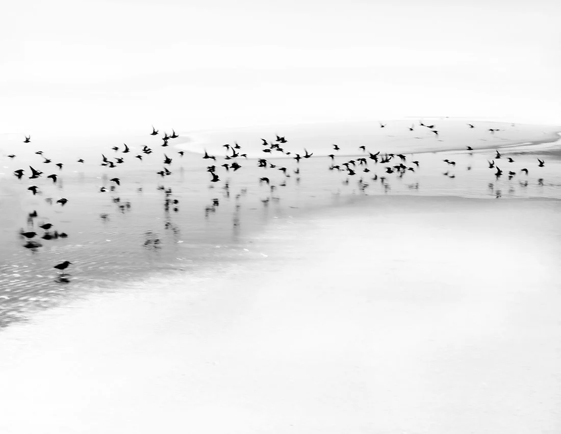 Birds Taking Off Brig.jpg