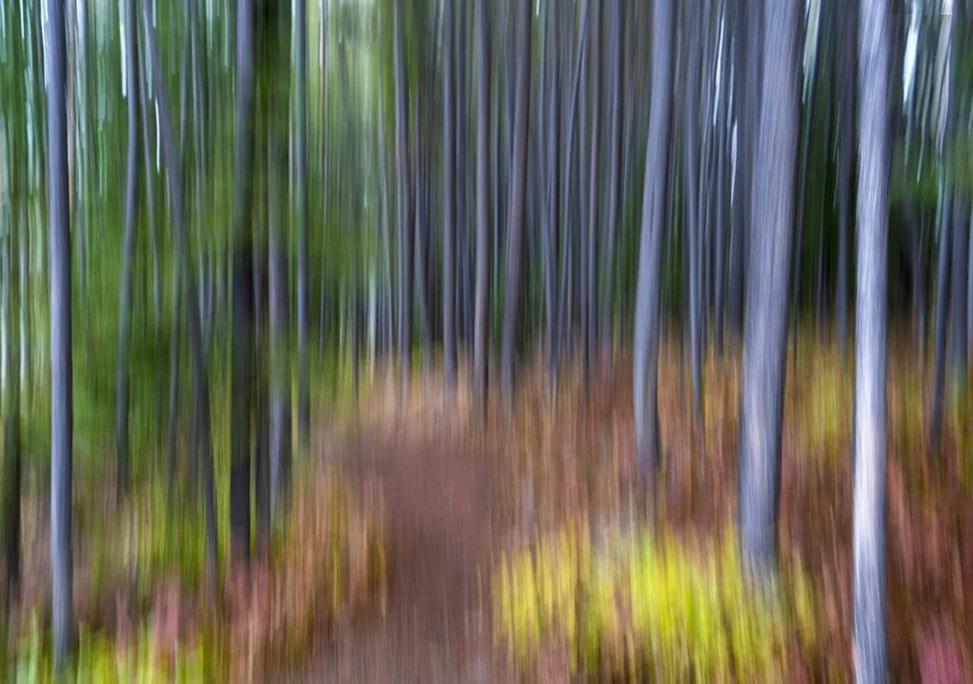 A Path in the Woods.jpg