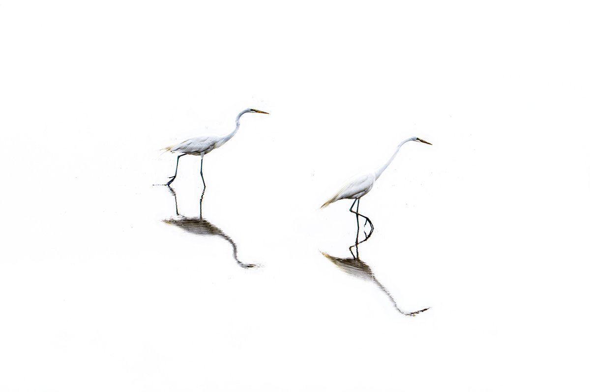 2 Egrets#2.jpg