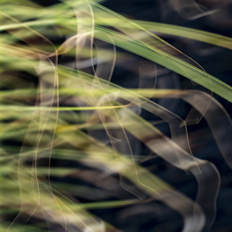 Grass in Wind.jpg