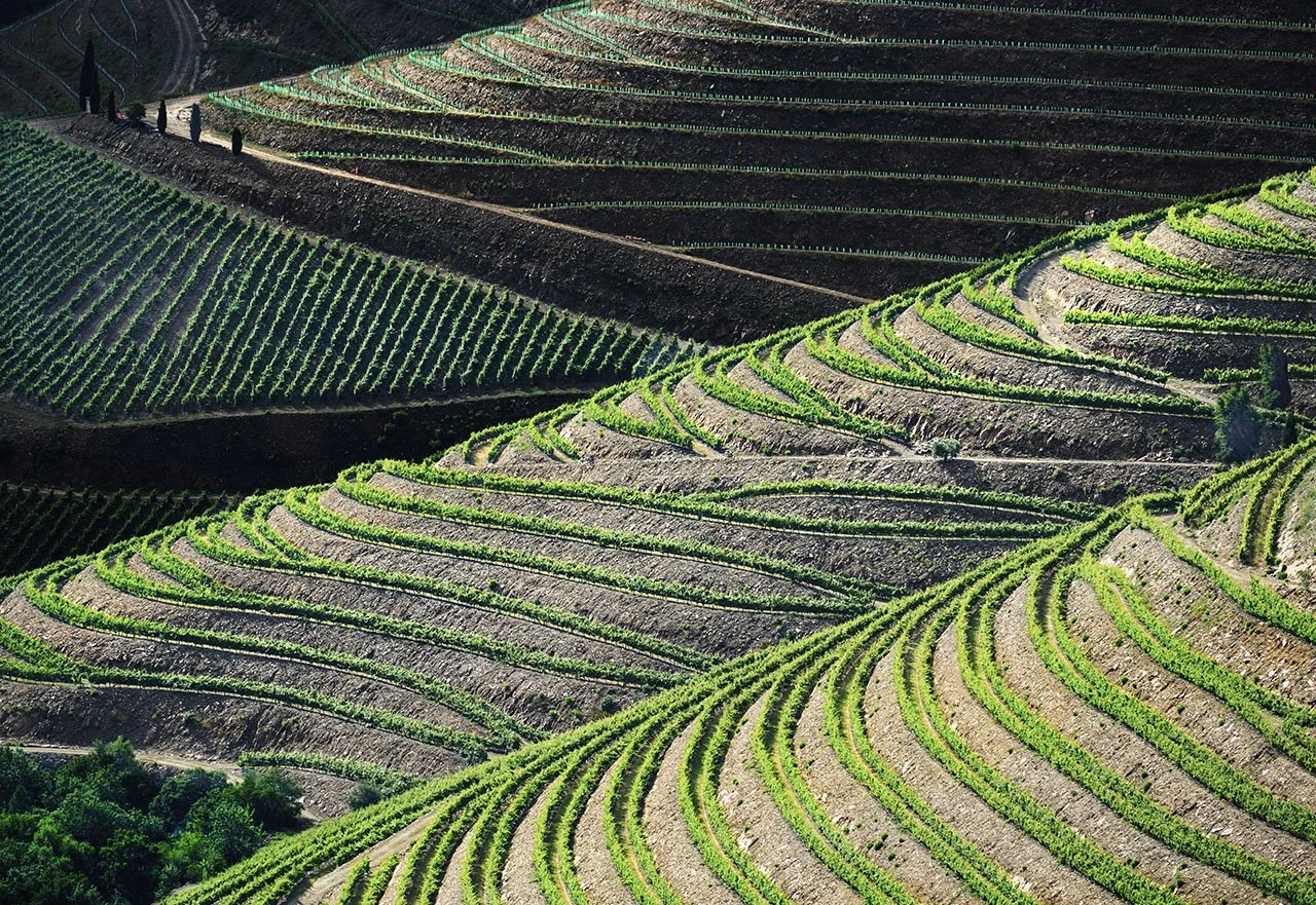 Vineyard,Duoro Valley.jpg