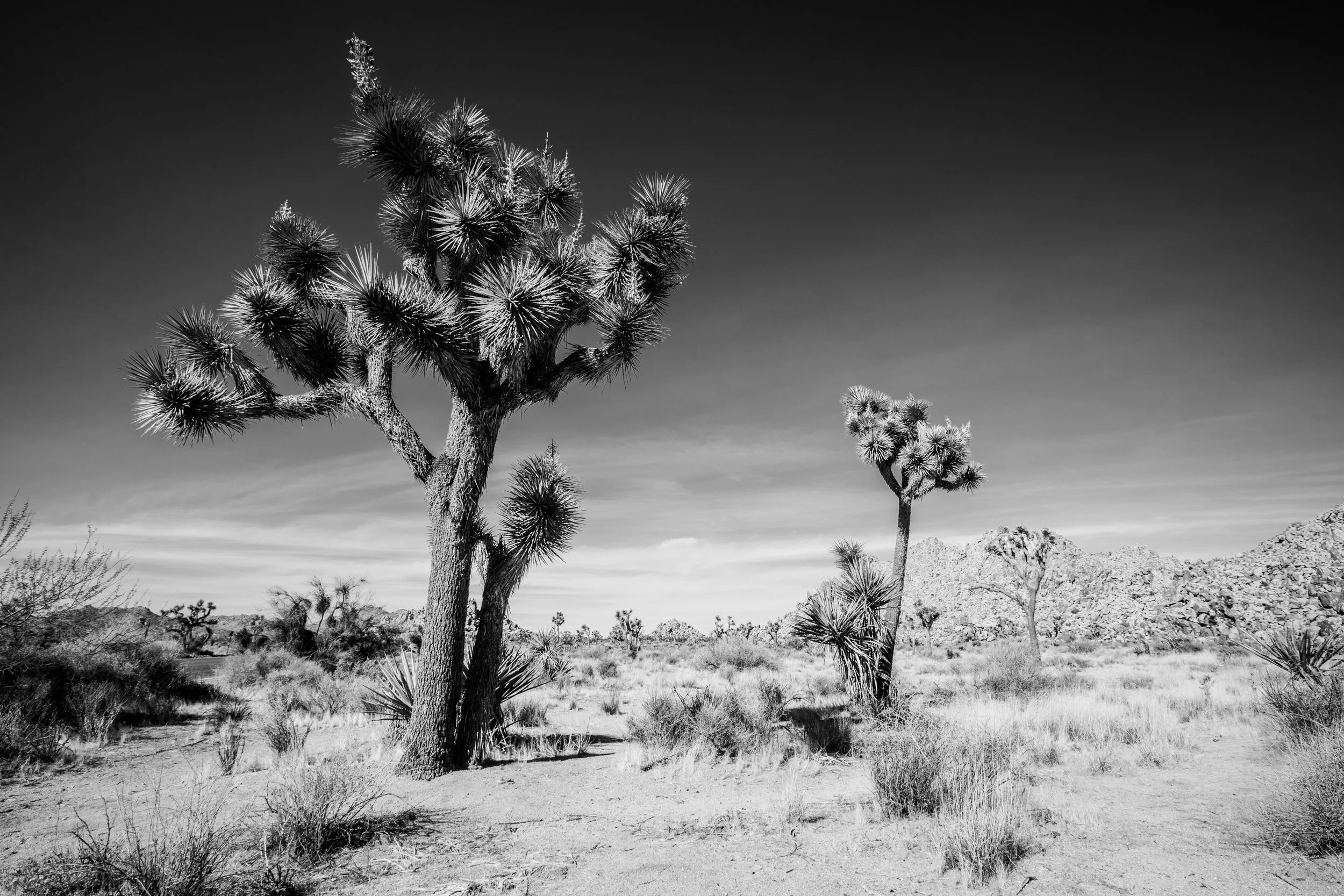 Joshua Tree National Park, Califonia