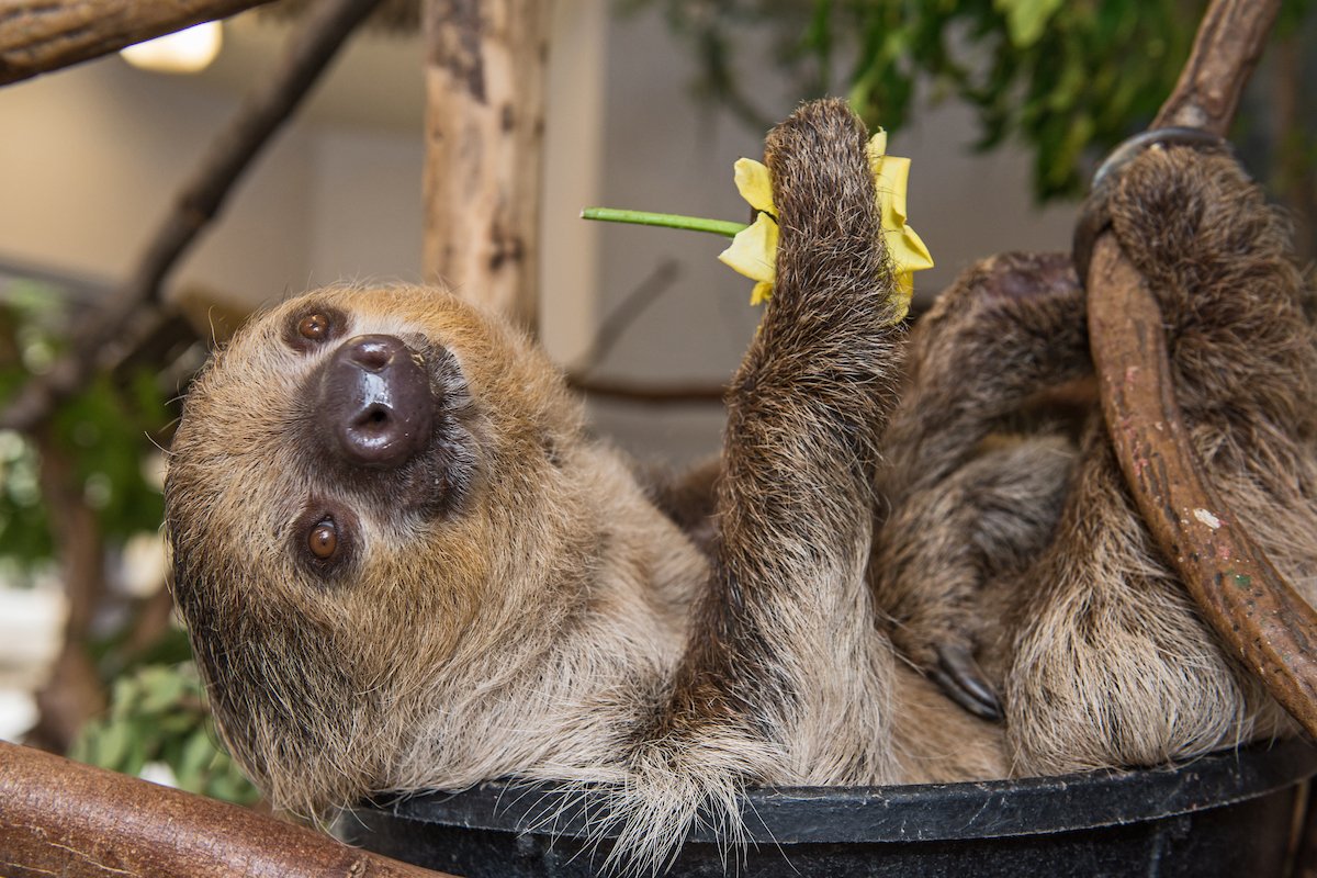 #CuteAnimalTweetOff