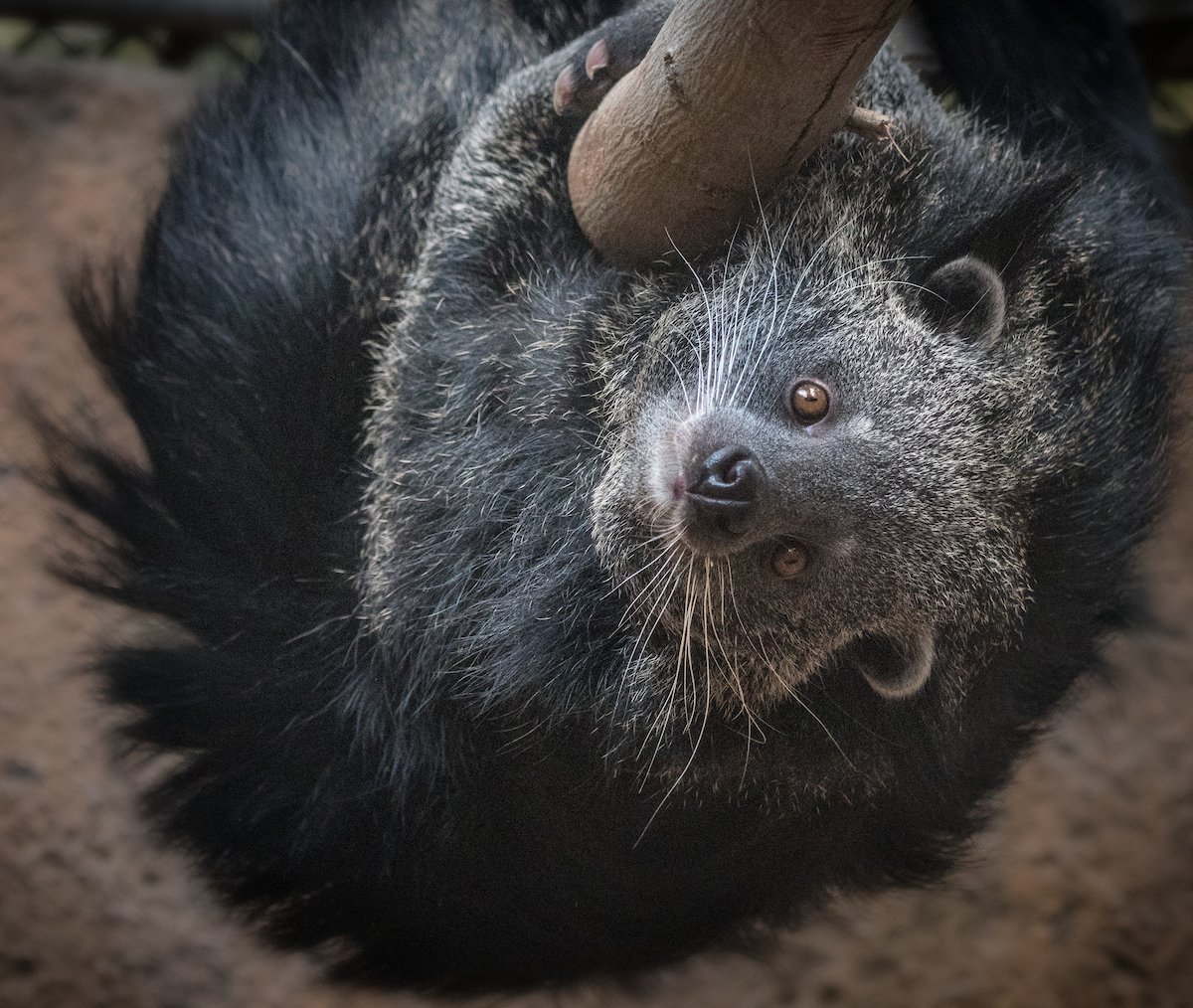 Binturong+Male+JEP_6521.jpeg