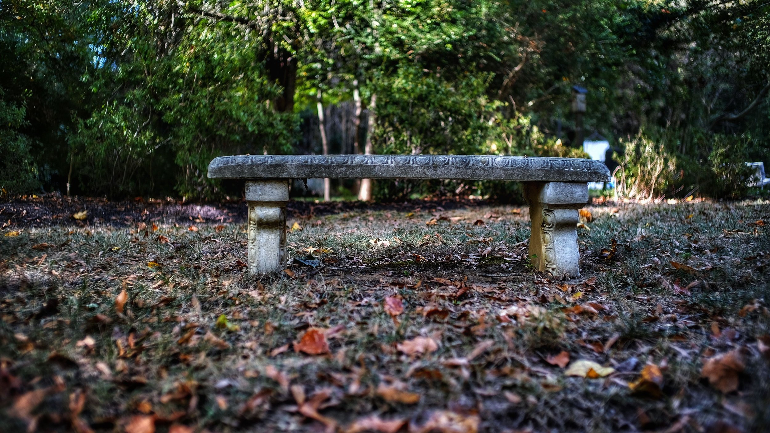 bench in the fall outdoors.jpeg