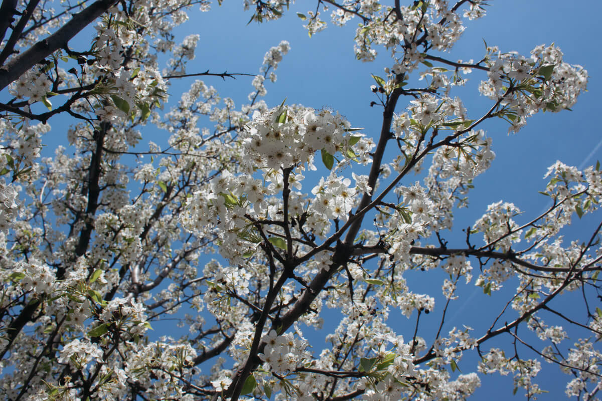 Spring is here in Cincinnati. Maybe...