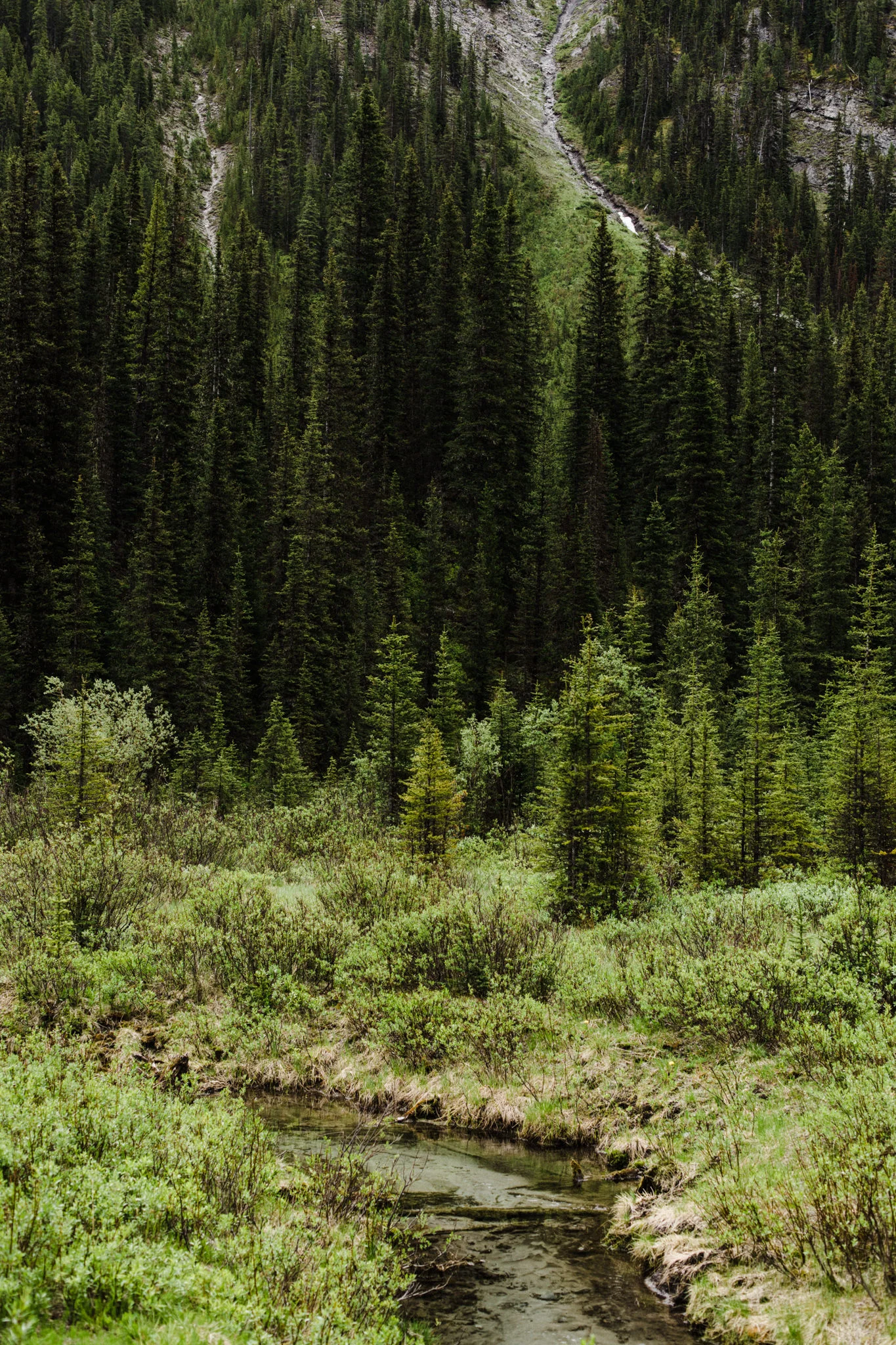 oldgoat-5.jpg