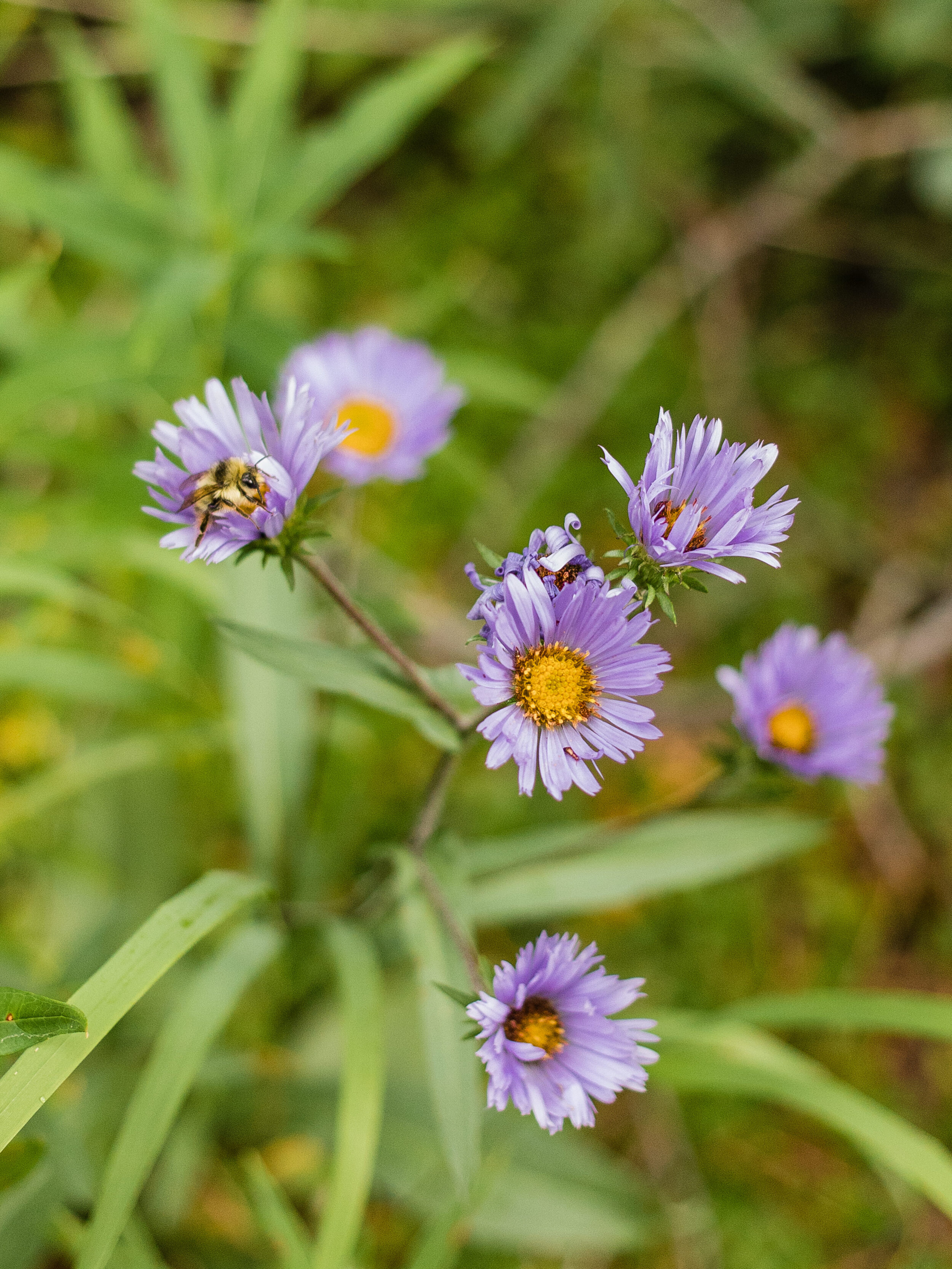 Assiniboine-18.jpg