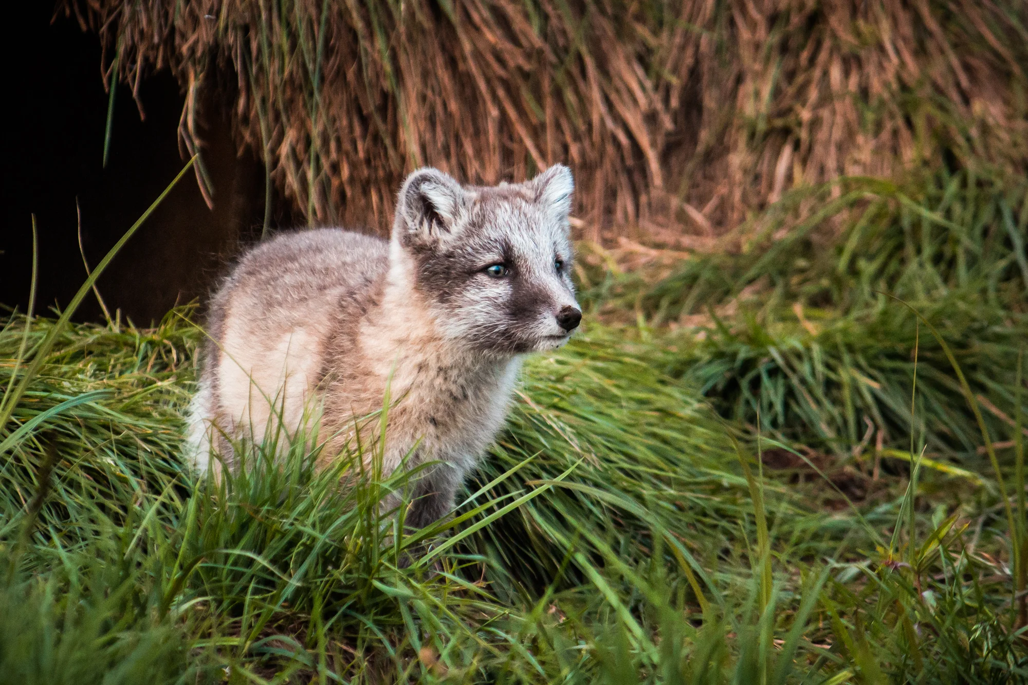 Iceland 083 Arctic Fox.JPG
