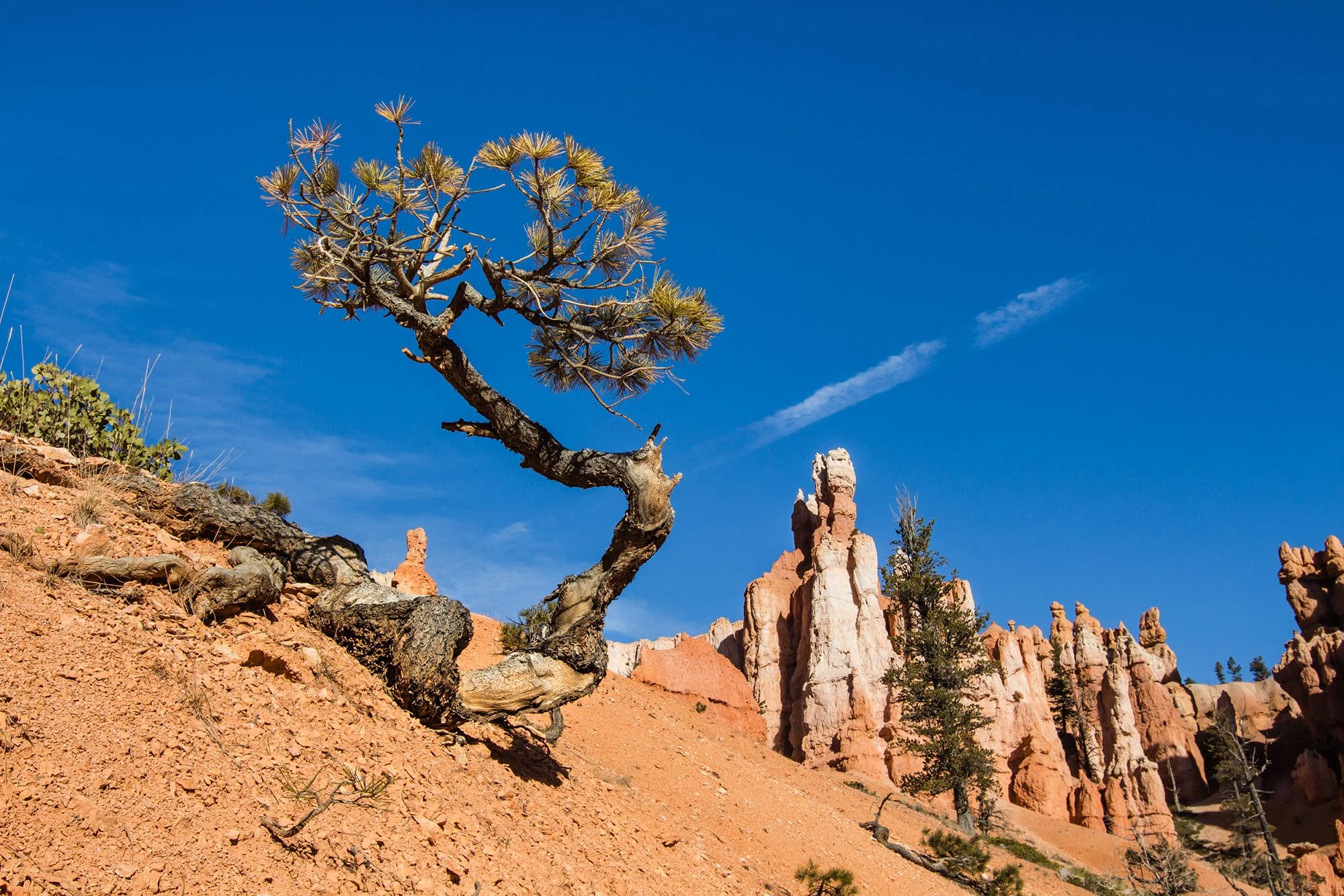 16_Utah 054 Bryce Canyon.jpg