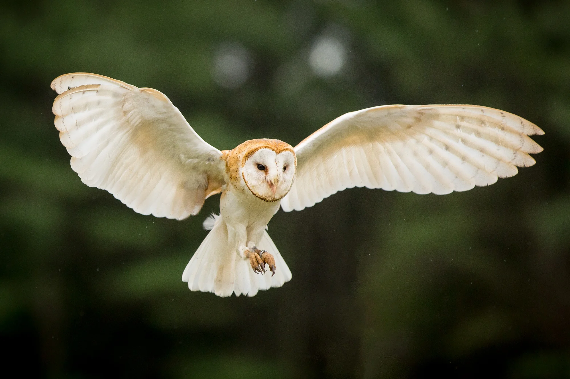Canadian Raptor Conservancy