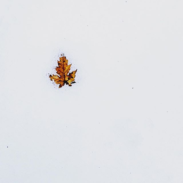 &ldquo;Storms make trees take deeper roots.&rdquo; - Dolly Parton
.
#seasons #autumn #winter #leaves #snow #ruleofthirds #photography #nature #naturephotography #syracuse #syracusephotographer #cnyphotographer #upstateny #upstatenyphotographer #seaso