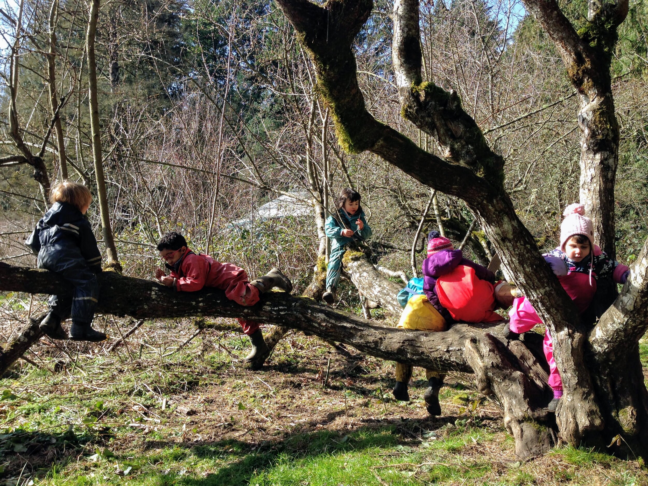 tree climbing.JPG