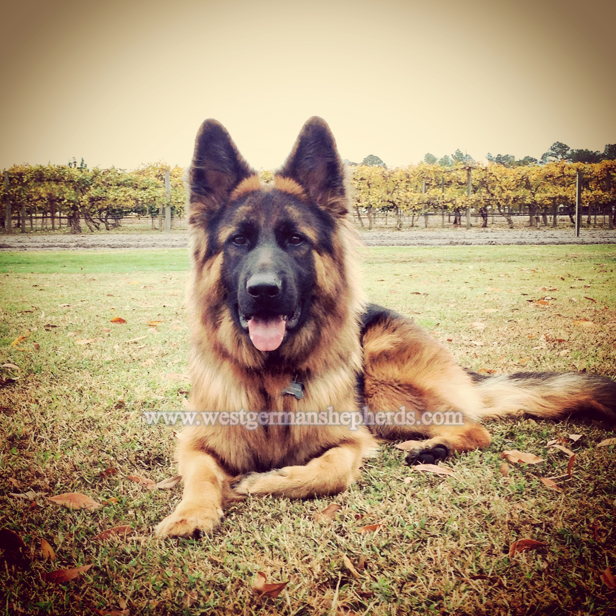 waylon holds a down command while touring a vineyard