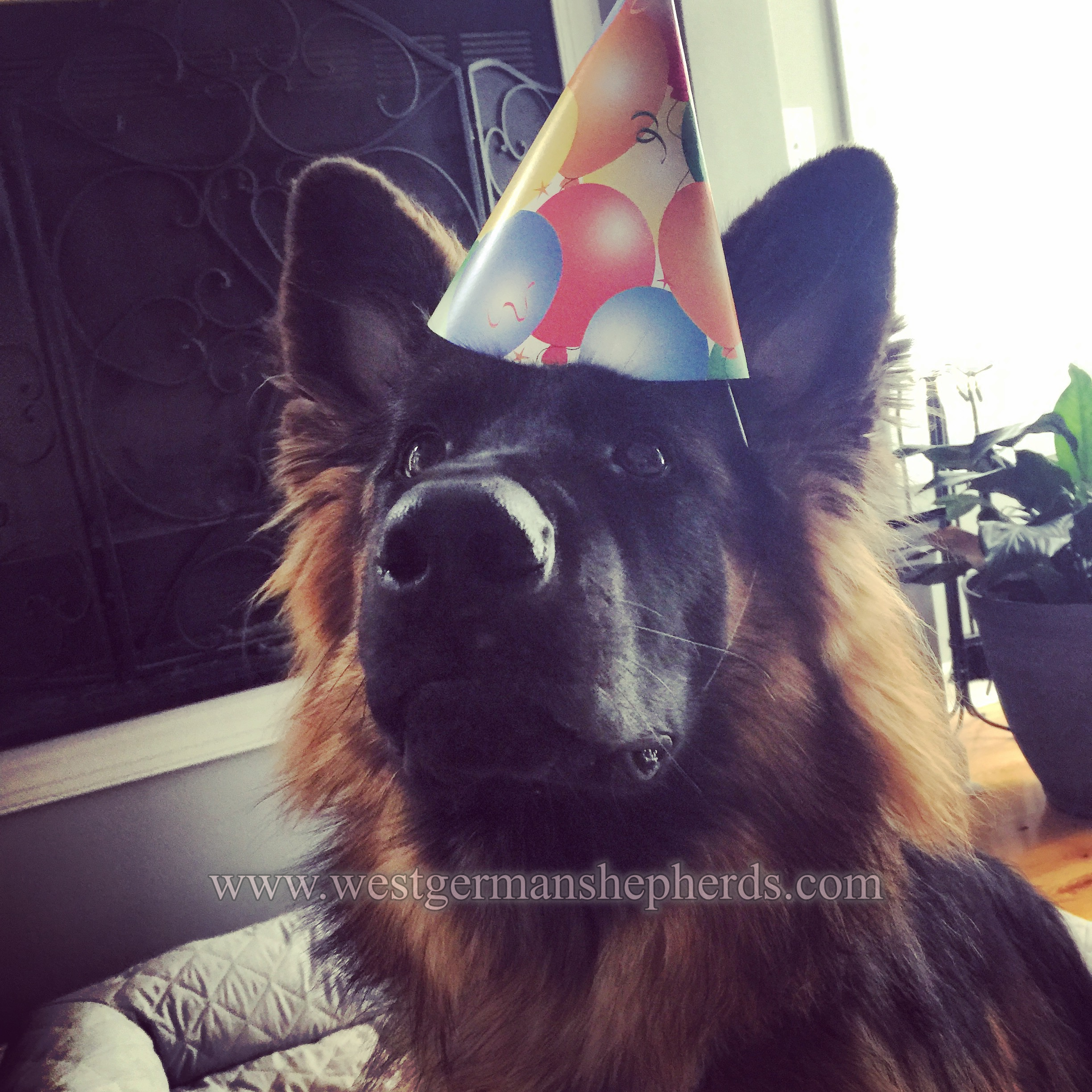adeline celebrates her first birthday