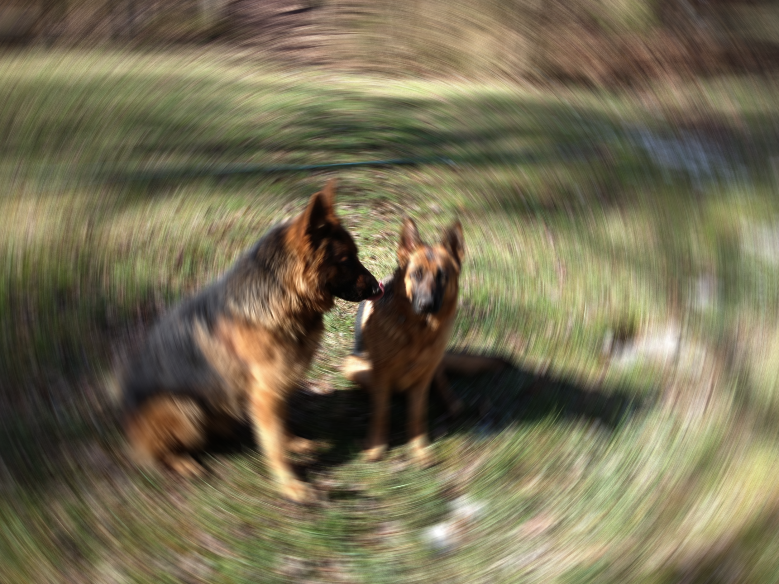 segen (left and zucker (right)