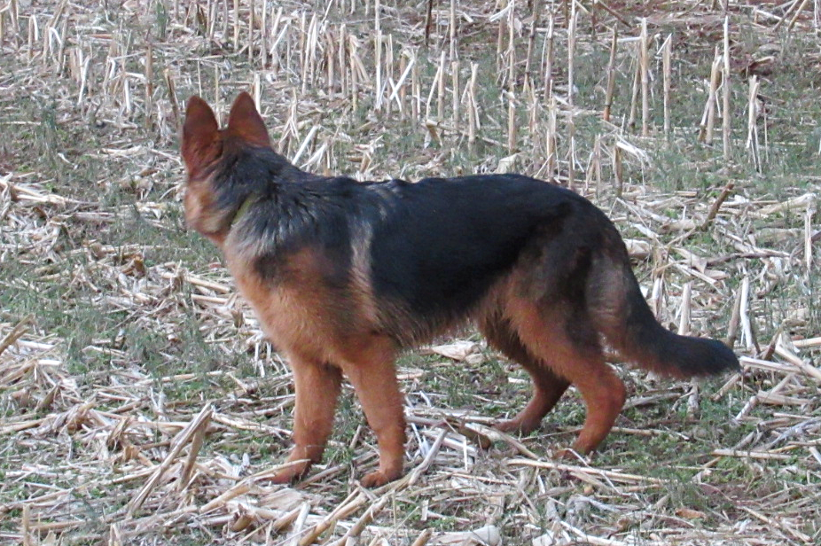 giselle