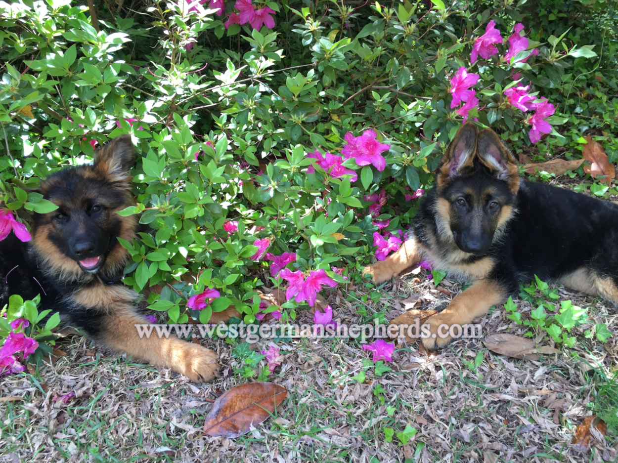 sisters: osa (left) sports a gorgeous long coat black trimmed in red. sandy (right) has a luxurious standard double coat in tri-color: black with red & tan highlights